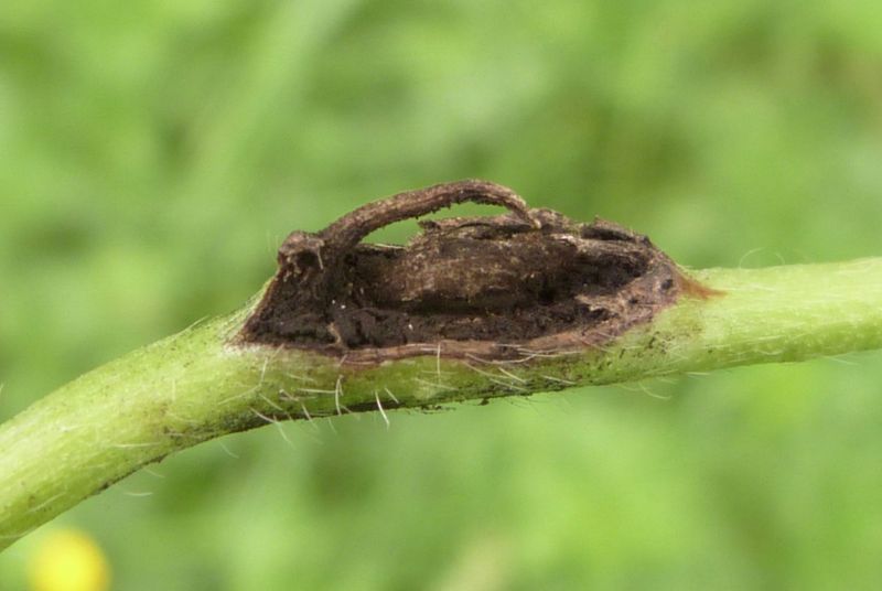 Dealing With Common Pests And Diseases