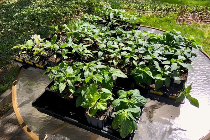 How To Harden Off Your Indoor Plants Before Moving Outside