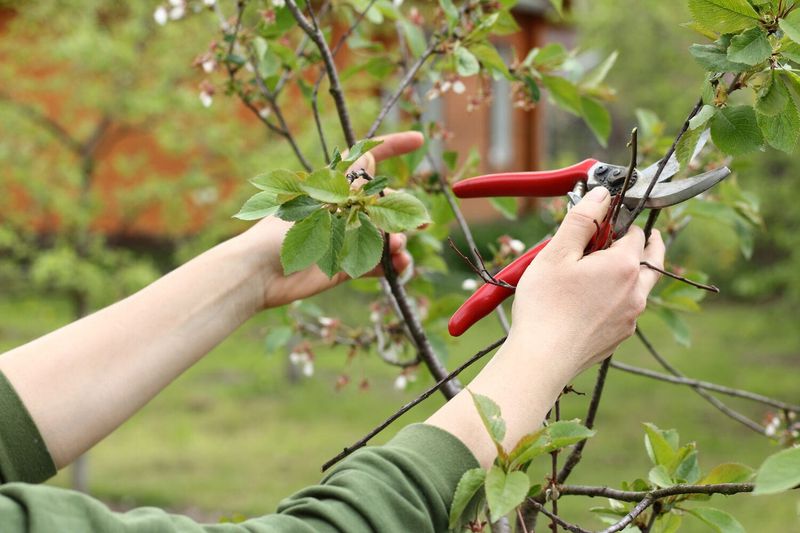 Pruning And Care For Better Fruit And Blooms