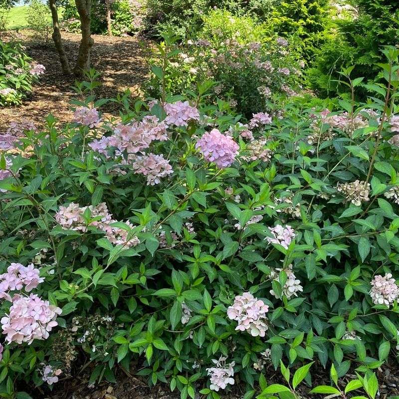 Fertilizing Your Cascade Hydrangeas For Maximum Blooms