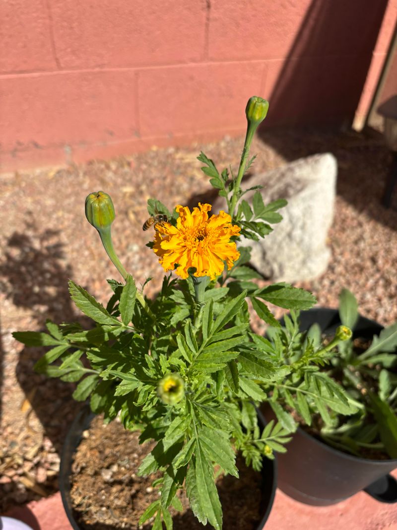 March Planting Can Lead To A Longer Color Season