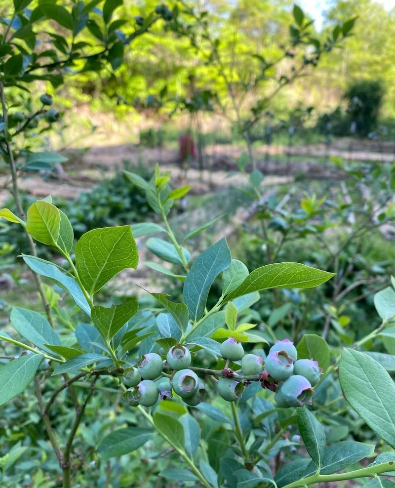 Skipping Mulch Around Blueberry Plants