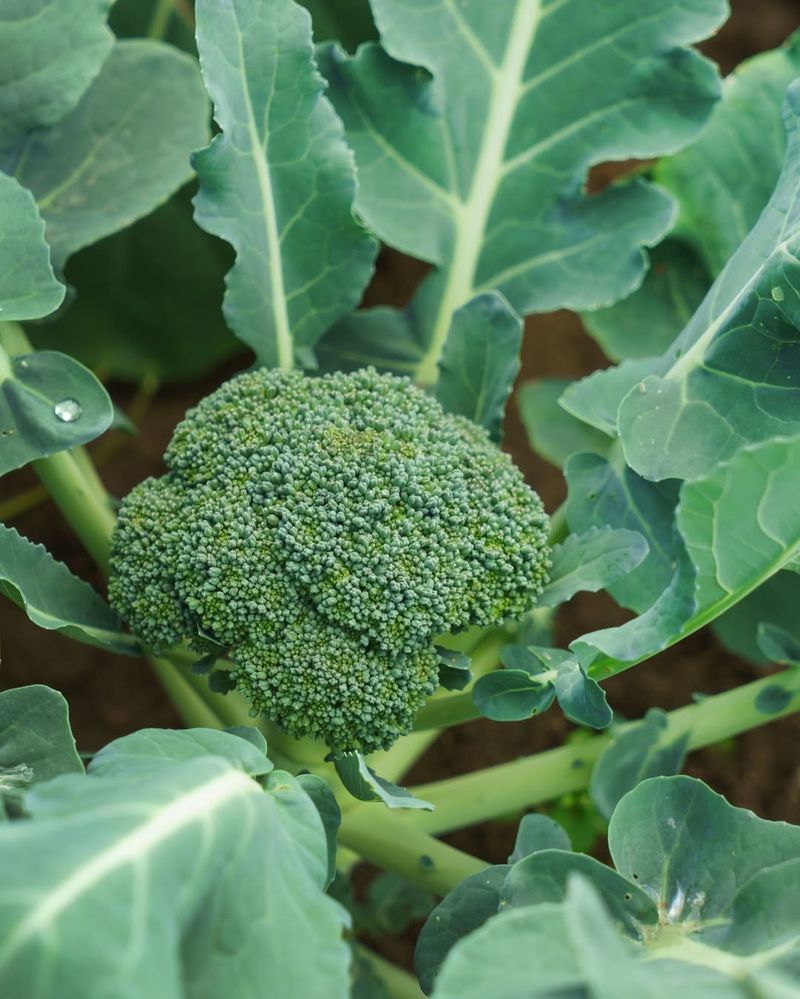 Planting Crops Out Of Season For Florida's Climate