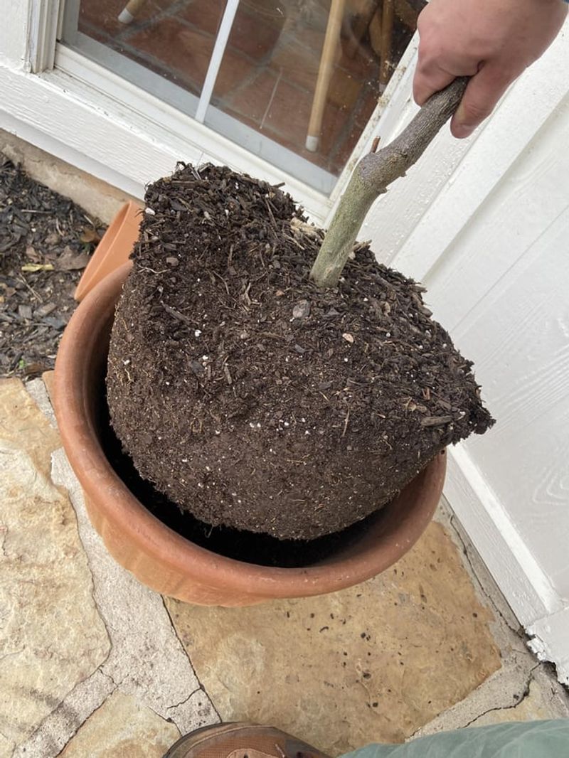 Letting The Root Ball Dry Out