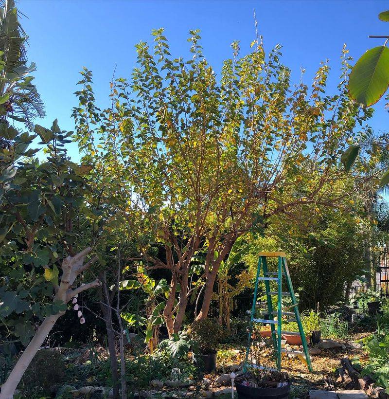 Letting Growth Go Unpruned Too Long