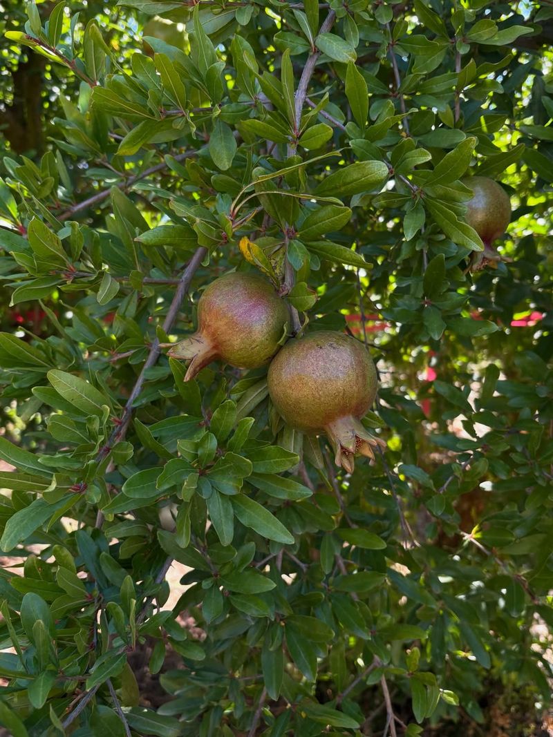 Planting In Areas With Too Much Shade