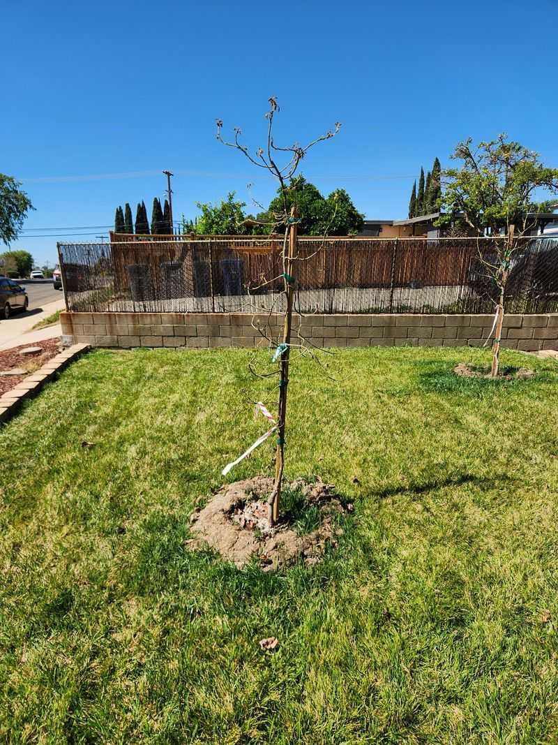 Planting In Or Near A Lawn