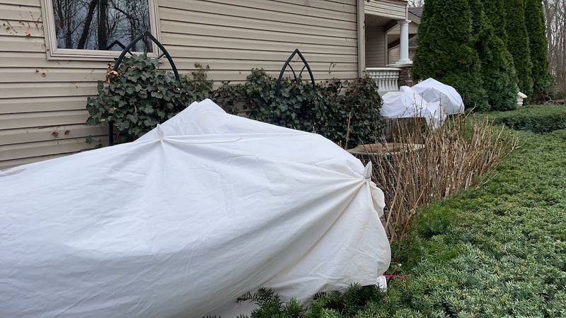 Protecting Buds From Late Frosts