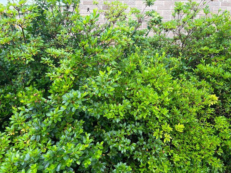 Planted In The Wrong Spot