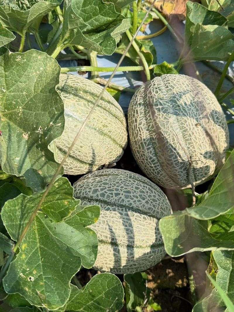 Cantaloupe Produces Sweet Melons In Warm Weather