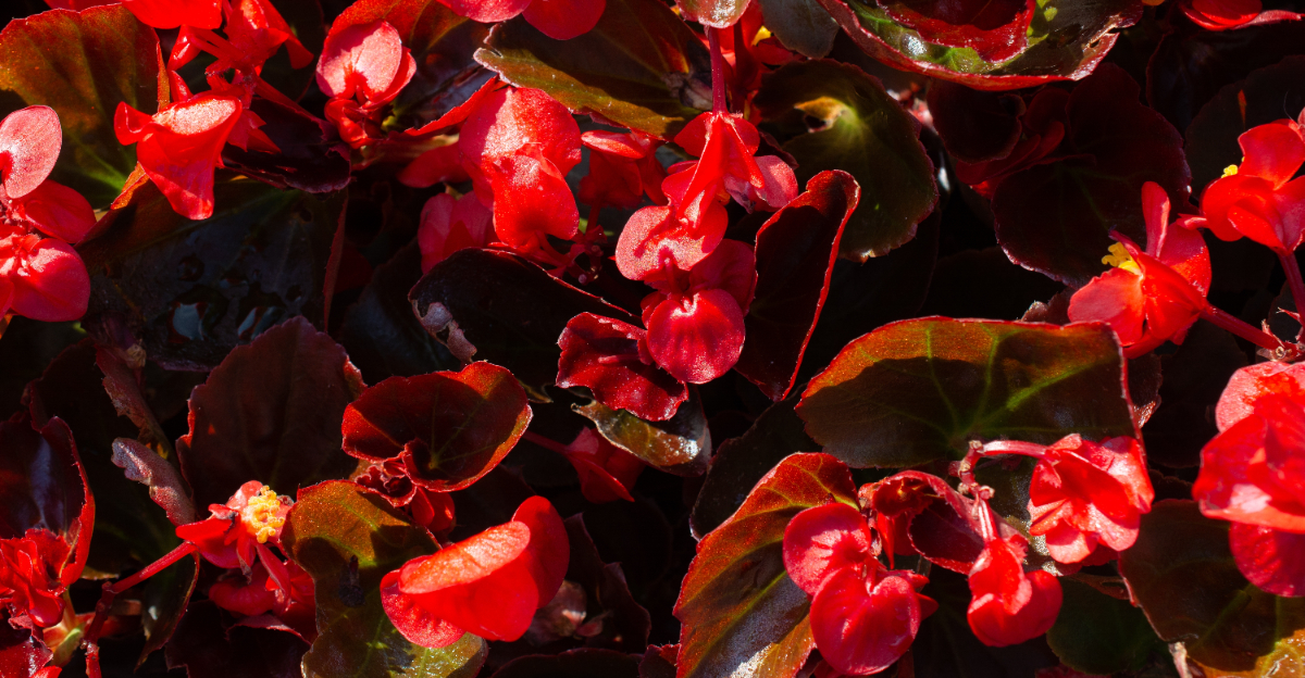 wax begonia