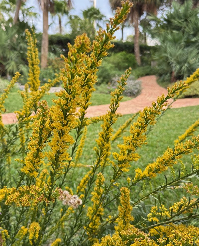 Seaside Goldenrod