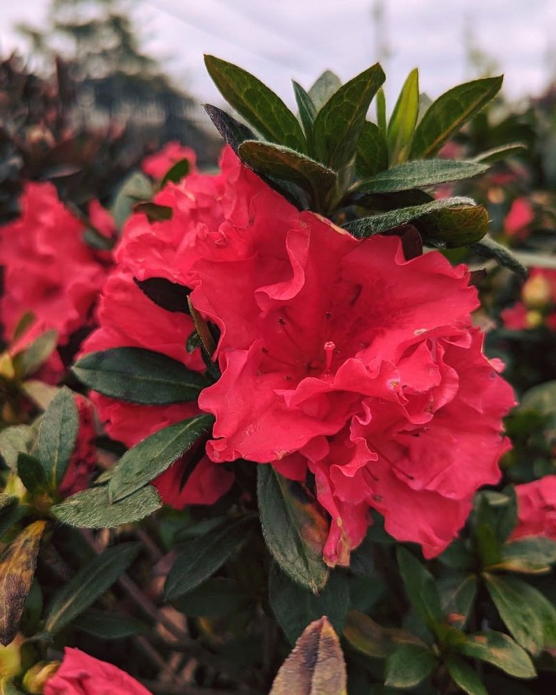 Azalea