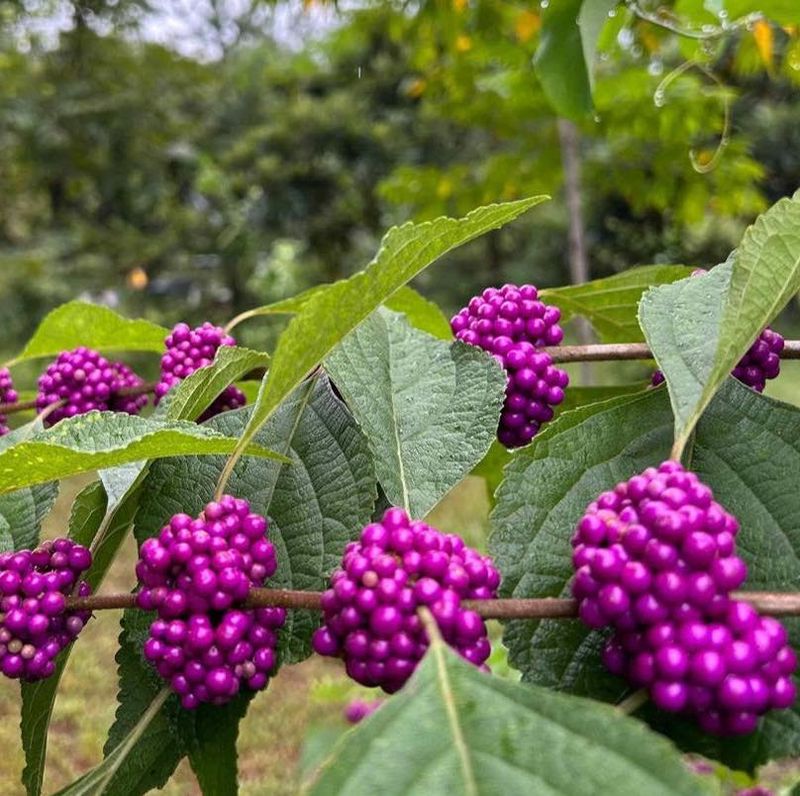 American Beautyberry