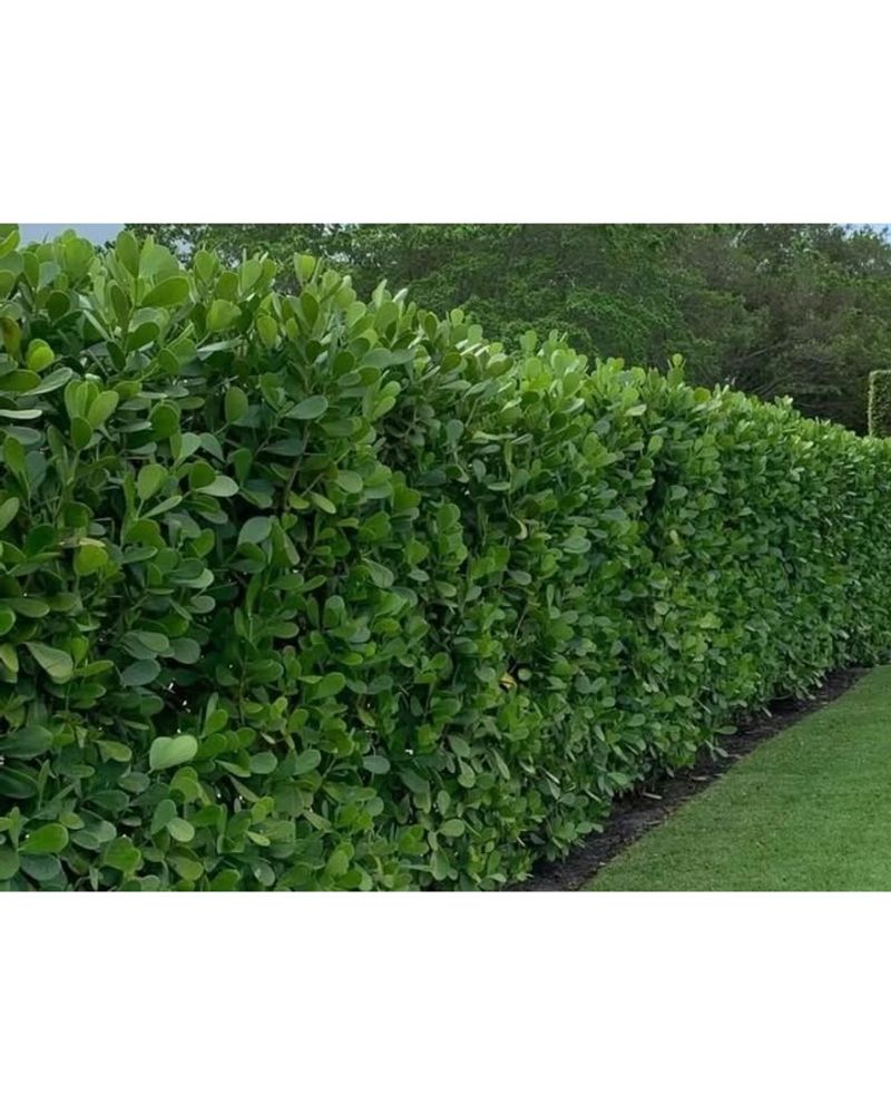 Clusia Provides Thick, Glossy Green Coverage