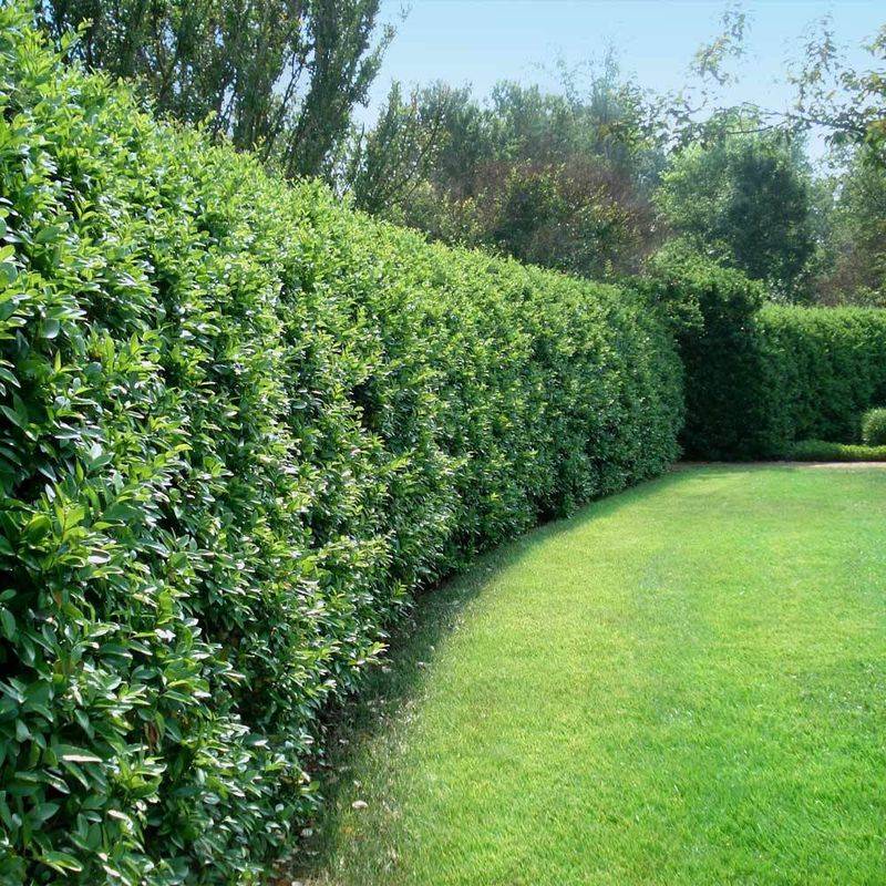 Privet Forms A Classic Privacy Hedge