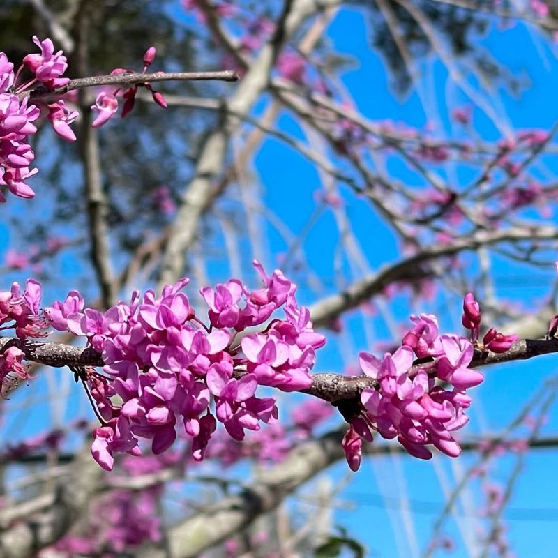 Eastern Redbud Adds Light Privacy With Seasonal Color