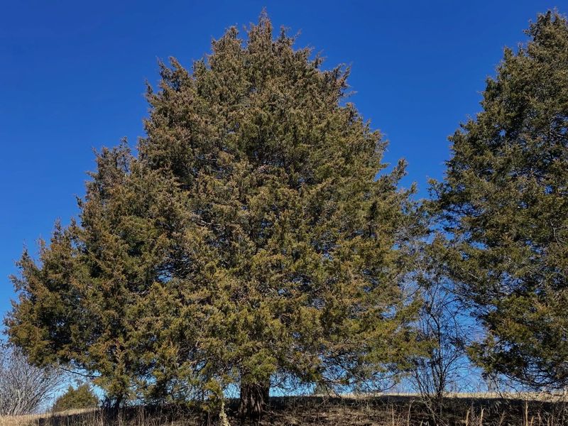 Eastern Red Cedar Handles Tough Conditions With Ease