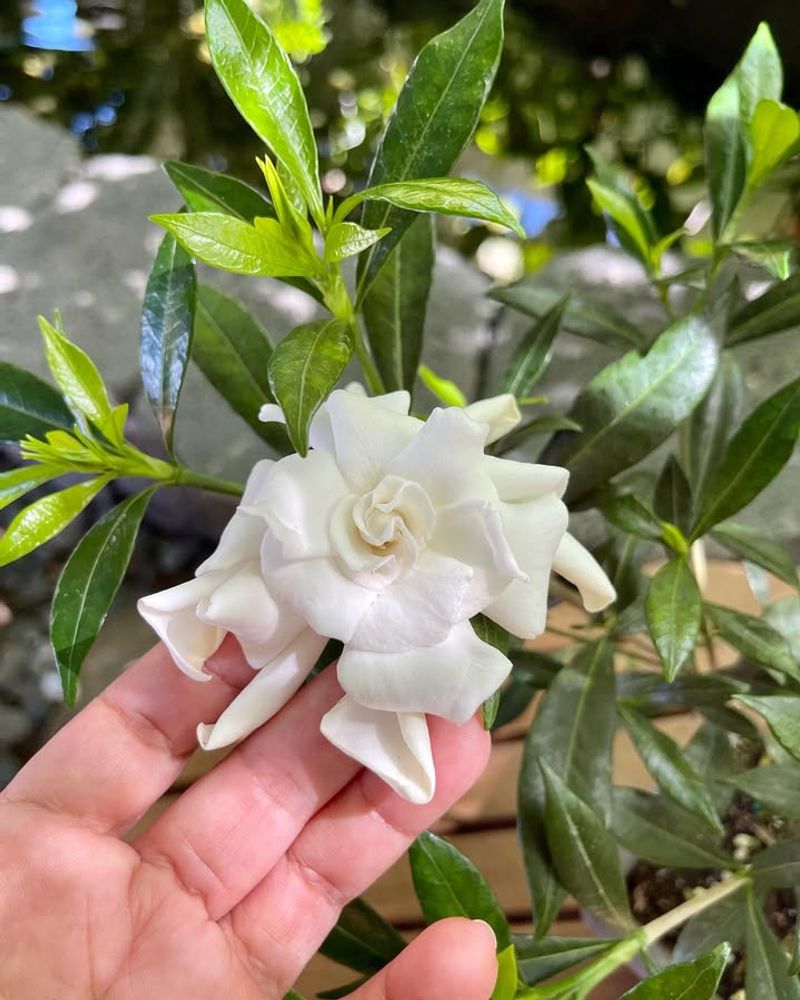 Dwarf Gardenia Brings Fragrance Without Heavy Maintenance