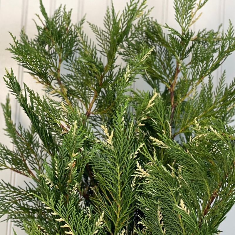 Leyland Cypress Creates A Quick Screen With Proper Spacing