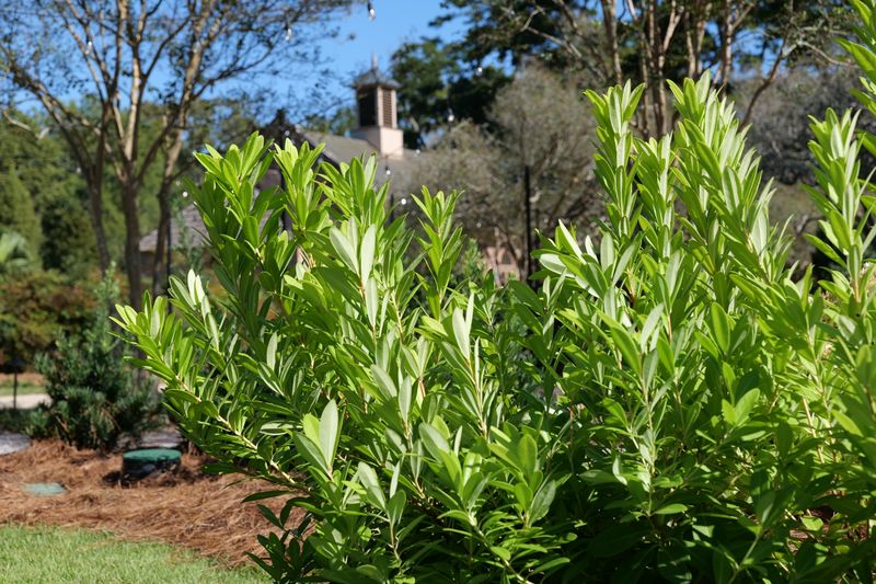 Florida Anise Owns The Shade