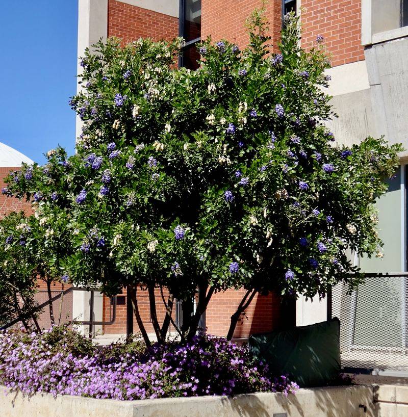 Texas Mountain Laurel (Dermatophyllum Secundiflorum)