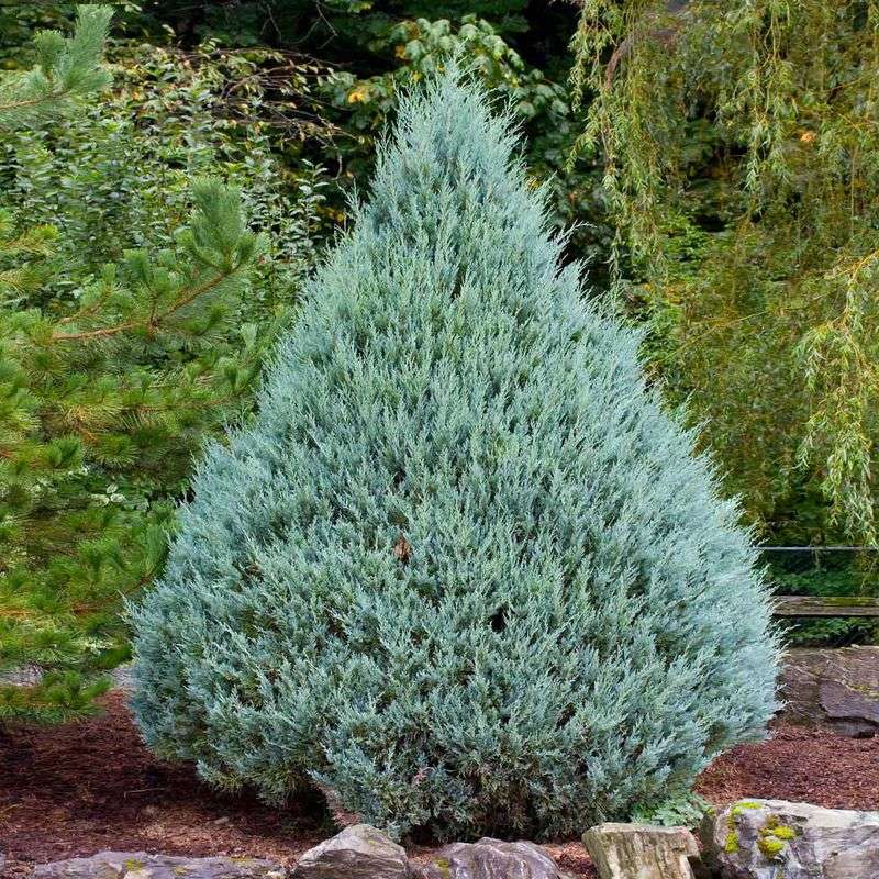 Blue Point Juniper (Juniperus Chinensis 'Blue Point')