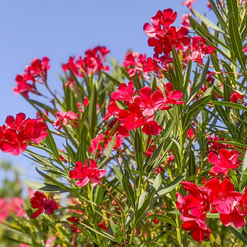 Oleander Delivers Bold Flowers And Heat Tolerance