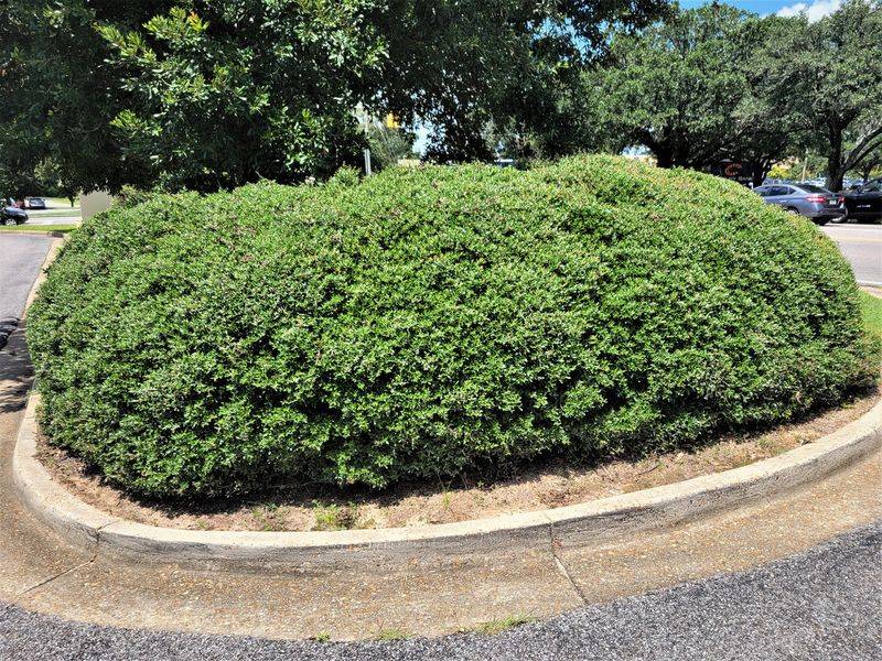 Dwarf Yaupon Holly Keeps Shape With Little Water