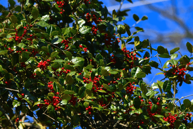 American Holly