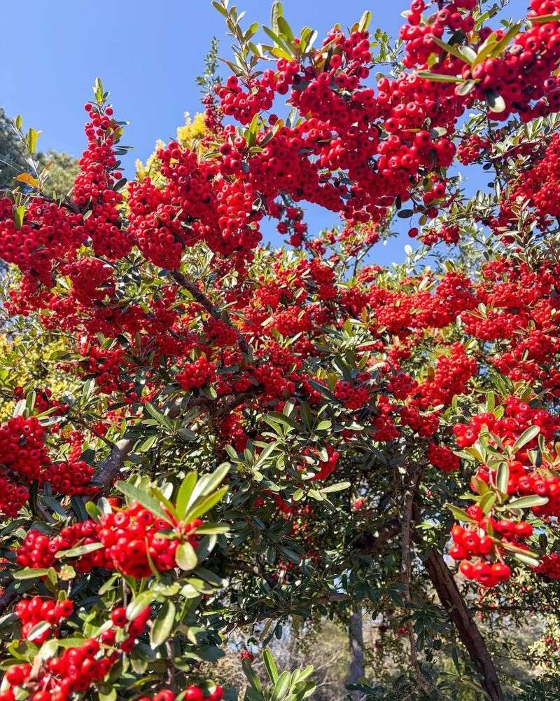 Pyracantha Creates A Thick Thorny Barrier For Privacy