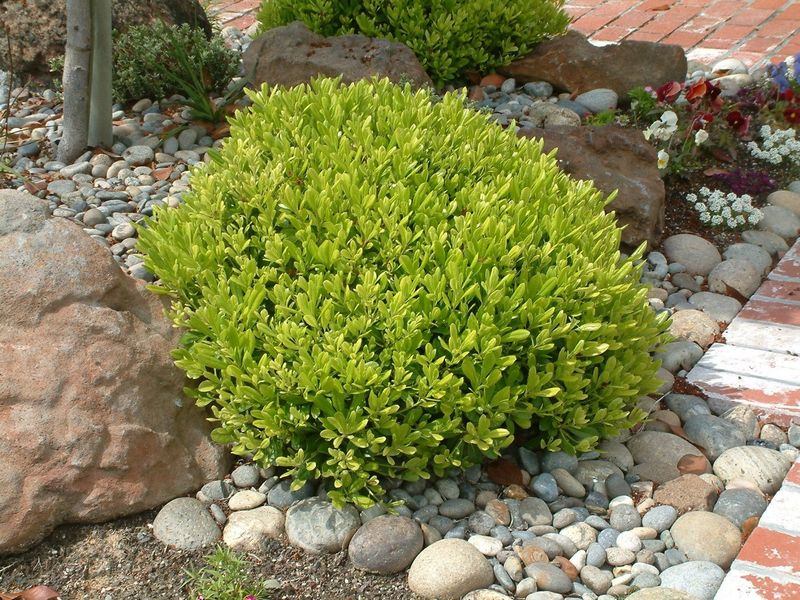 Dwarf Pittosporum Brings Rounded Evergreen Style