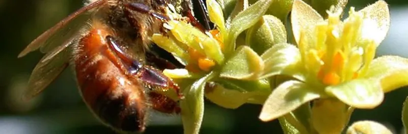Poor Pollination Can Turn An Off Year Into A Bare One
