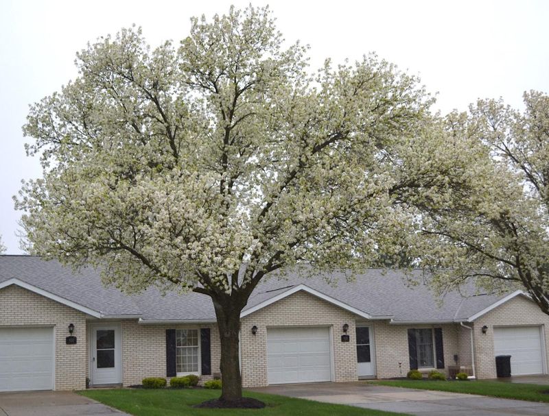 Bradford Pear Trees Break Without Warning