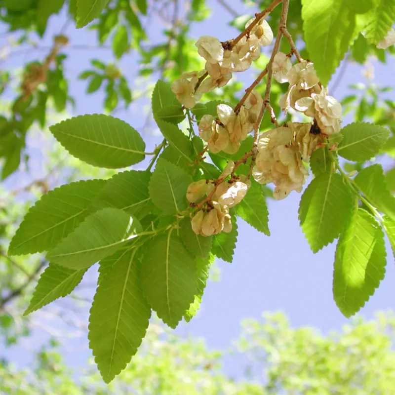 Siberian Elm Is The Fast Grower Homeowners End Up Fighting