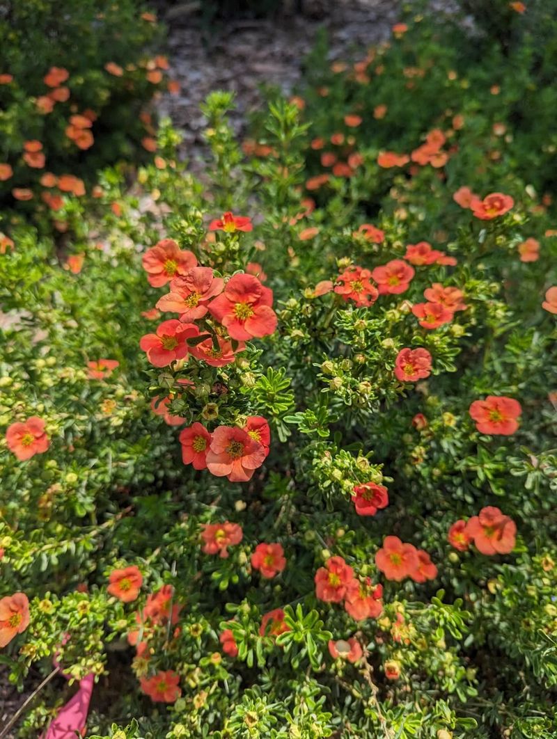 Potentilla