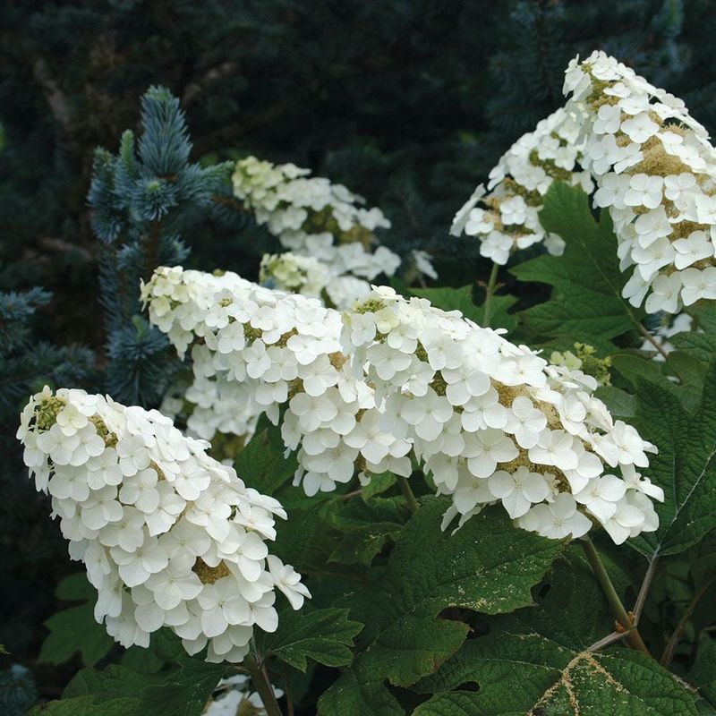 Oakleaf Hydrangea 