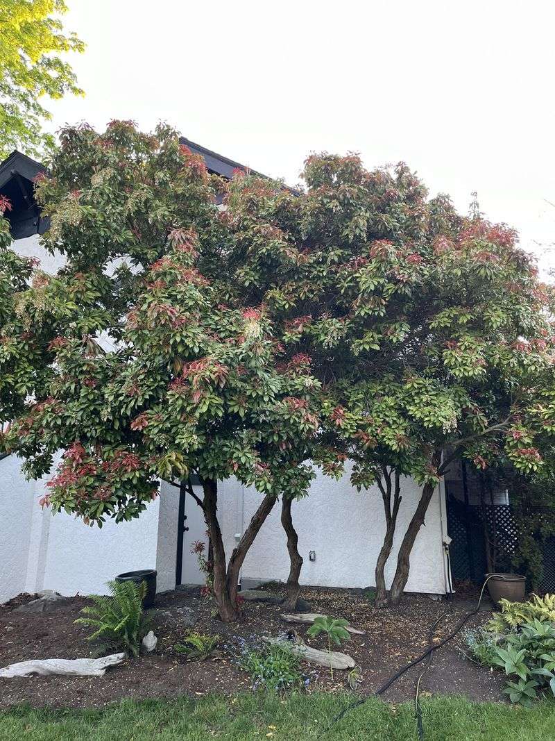 Pieris Japonica Sets Flowers Before Spring Growth Starts