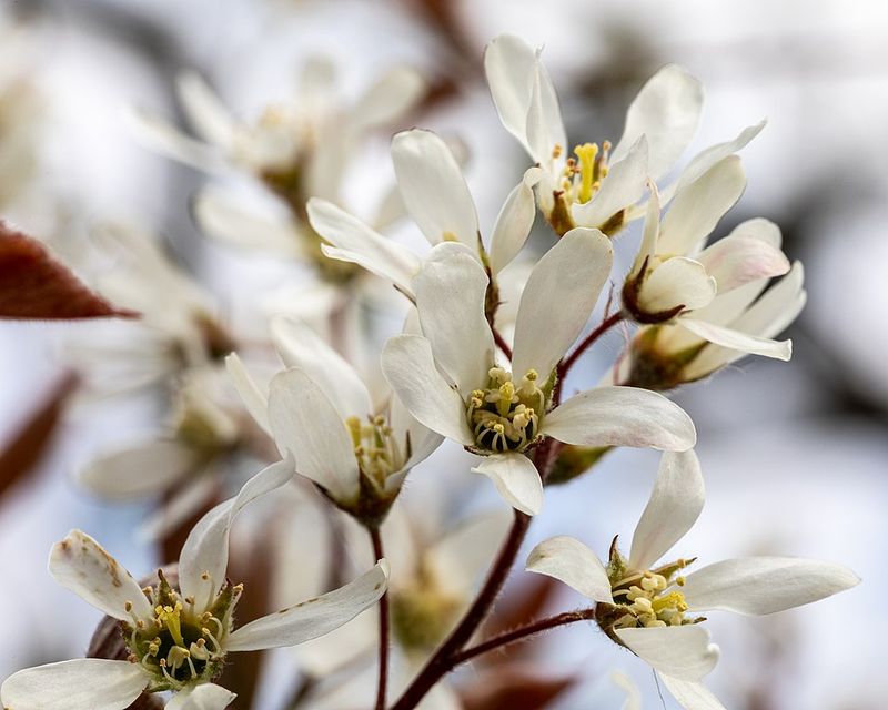 Serviceberry Provides White Flowers And Early Fruit For Birds