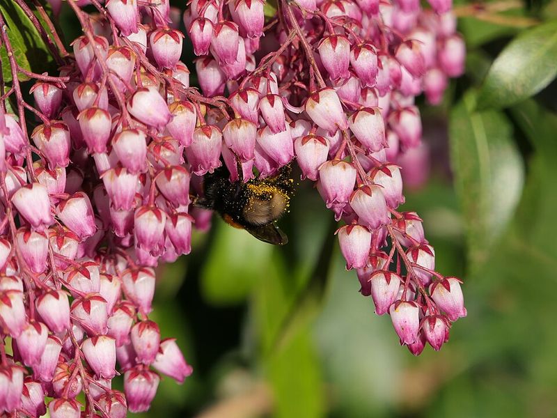 Pieris Japonica Requires Pruning Only After It Flowers
