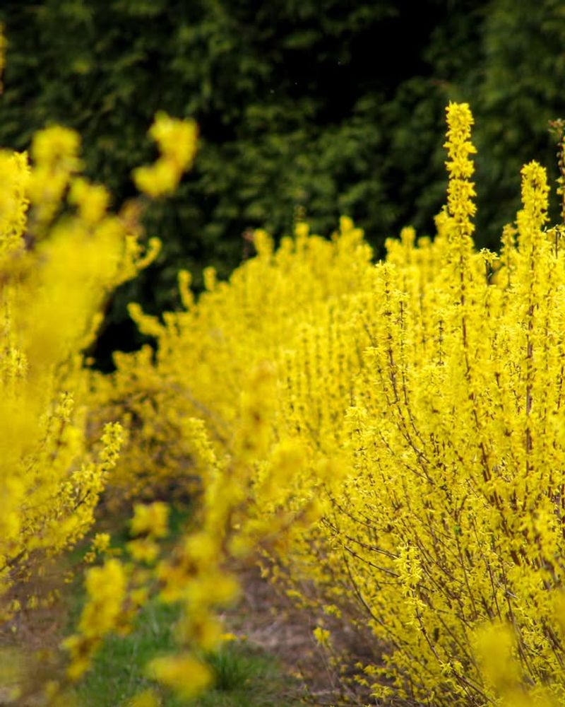Forsythia