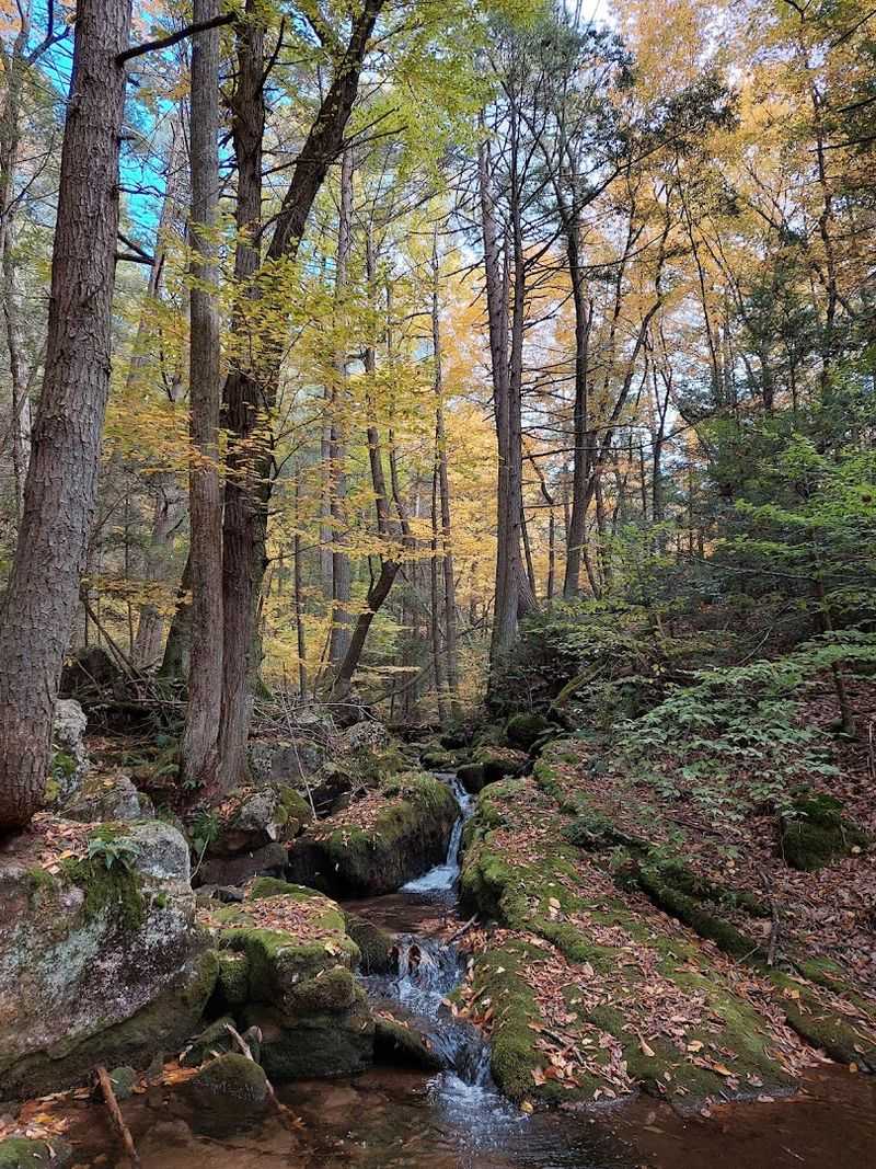 Bald Eagle State Forest