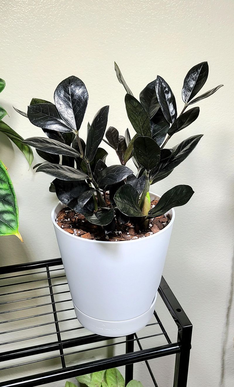 Occasional Pruning Helps Control Height And Shape