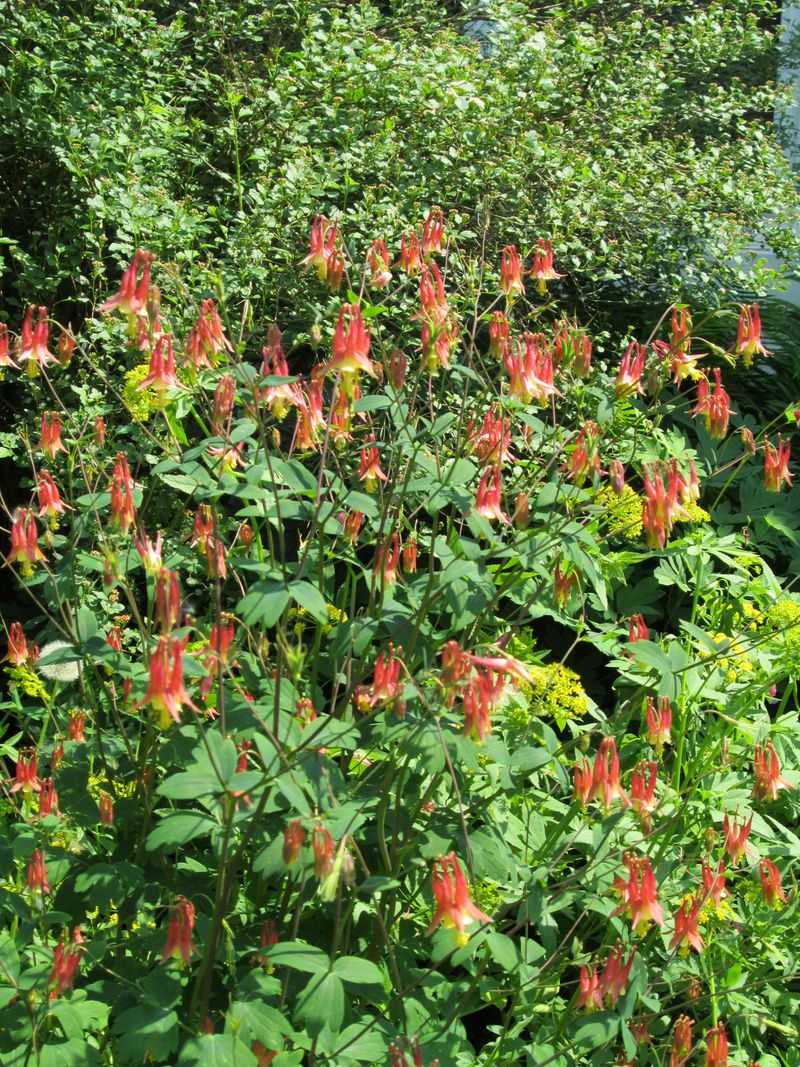 Plants Often Self-Seed In Friendly Garden Conditions