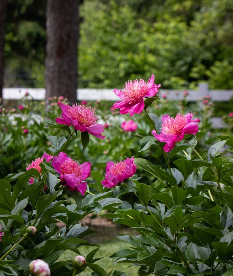 A Light Feeding Boosts Bloom Strength
