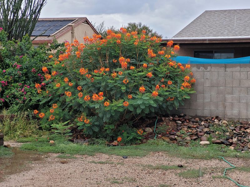 Light Spring Pruning Removes Winter Damage And Encourages Growth