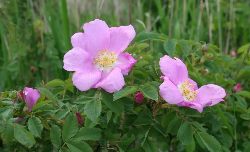 Nootka Rose