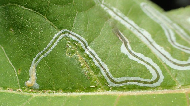 Leafminers And Their Hidden Trails