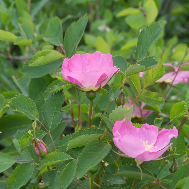 Nootka Rose (Rosa nutkana)