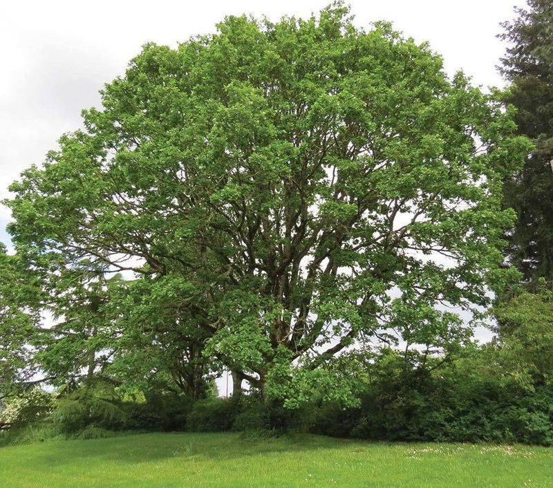 Oregon White Oak